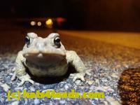 /home//u458753944/public_html/sourcegallery//Roxborough Toad Detour/2022/2022-03-07/P3070839.JPG